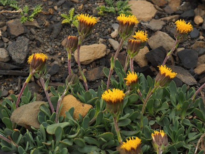 Senecio martinensis