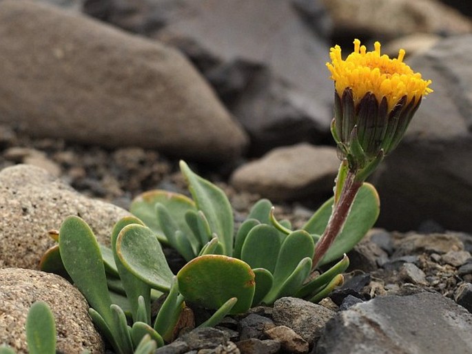 Senecio martinensis