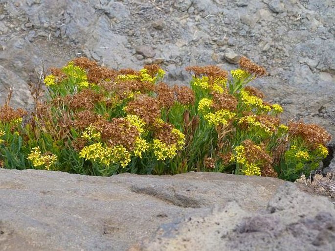 Senecio palmensis