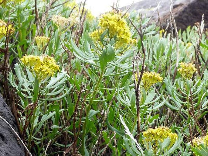 Senecio palmensis