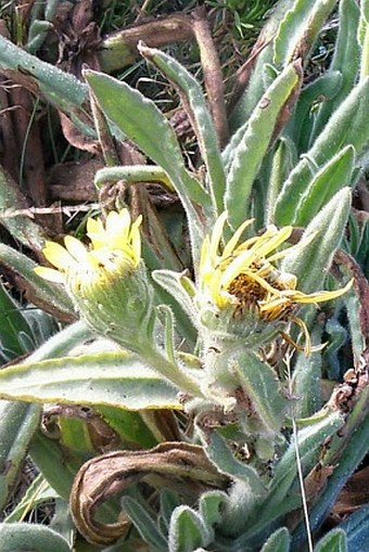 Senecio schultzii