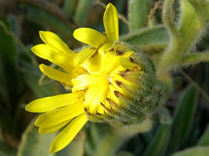 Senecio schultzii