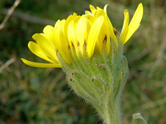 SENECIO SCHULTZII Hochst. ex A. Rich. - starček