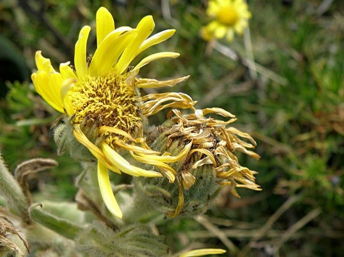 Senecio schultzii