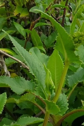 Senecio sumatranus