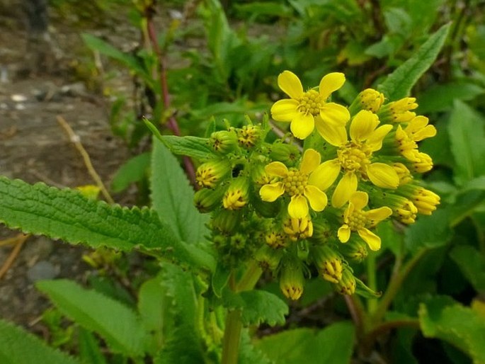 Senecio sumatranus