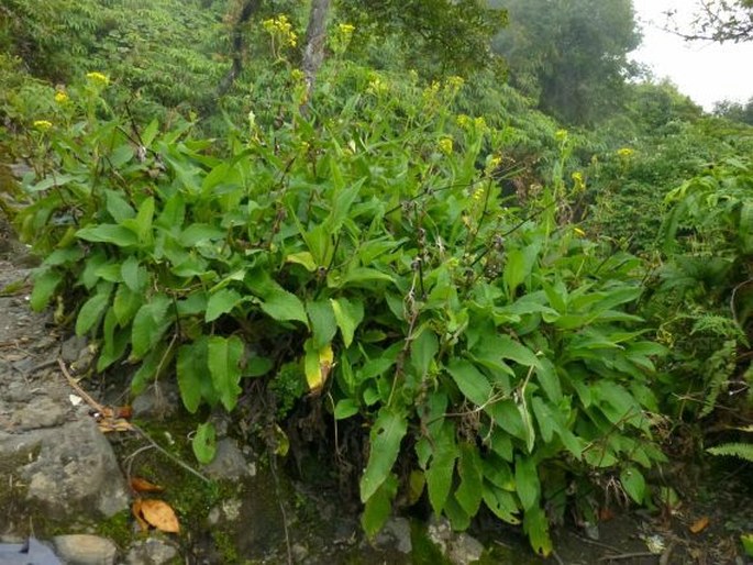 Senecio sumatranus