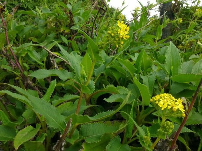 Senecio sumatranus