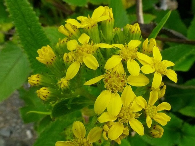 Senecio sumatranus