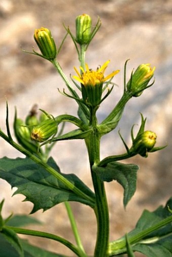 Senecio triangularis