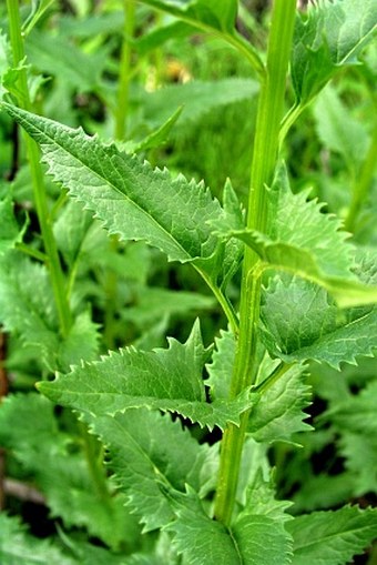 Senecio triangularis