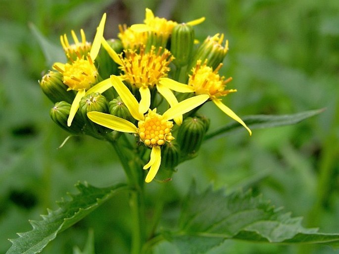 Senecio triangularis