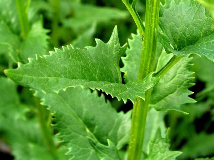 Senecio triangularis