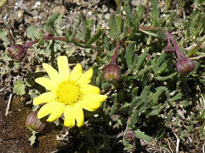 Senecio unionis