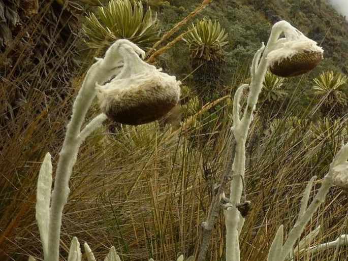 SENECIO CANESCENS var. MACROCEPHALUS Cuatrec. - starček