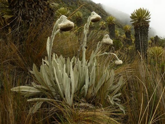 Senecio canescens var. macrocephalus