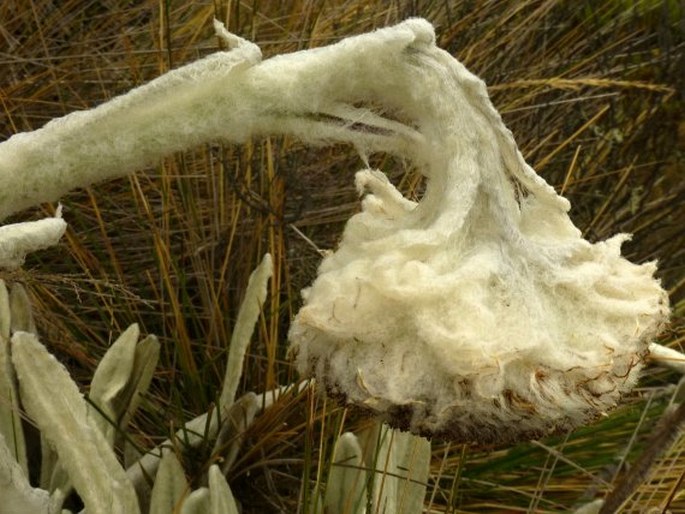 Senecio canescens var. macrocephalus