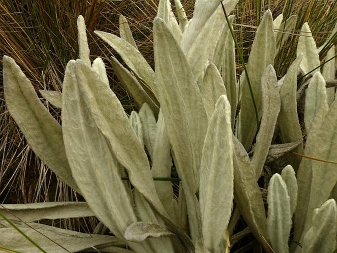 Senecio canescens var. macrocephalus