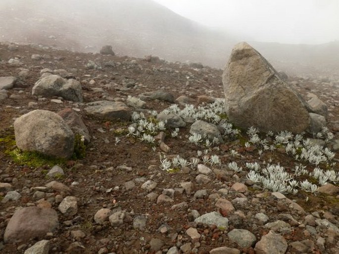 Senecio nivalis