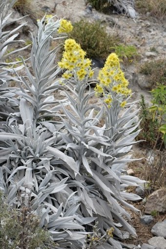 Senecio niveoaureus