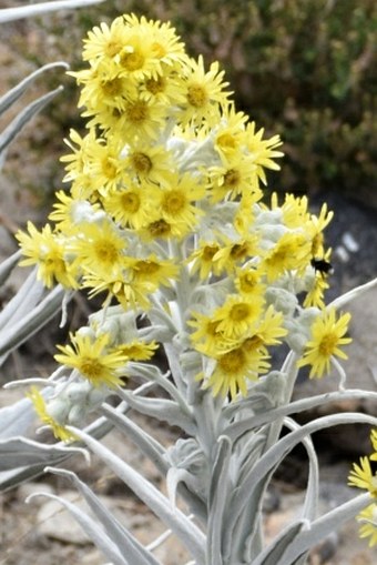 Senecio niveoaureus