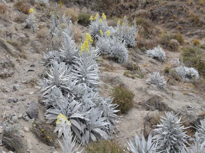 Senecio niveoaureus