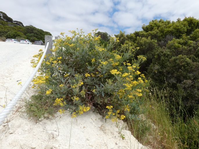 Senecio odoratus