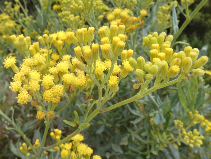 Senecio odoratus