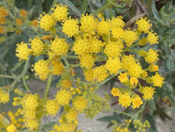 Senecio odoratus