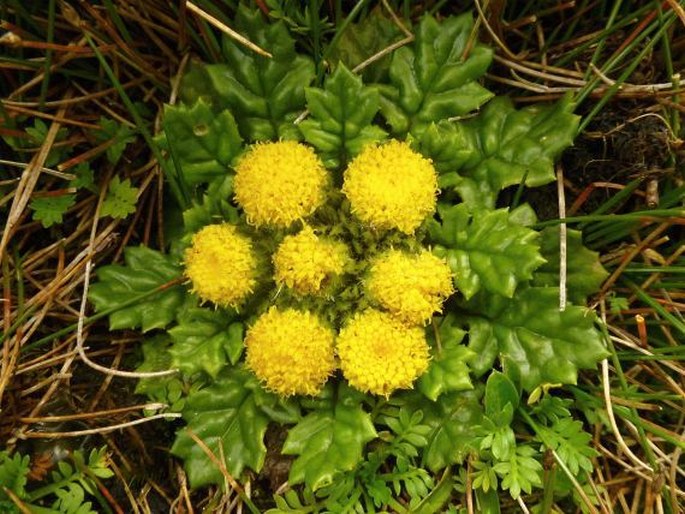 Senecio rhizocephalus