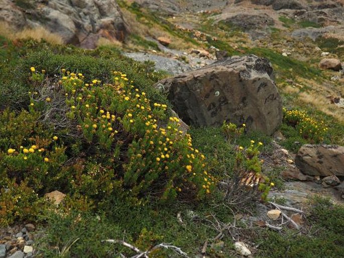 Senecio tricuspidatus