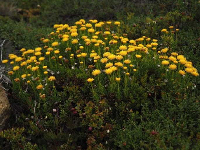 Senecio tricuspidatus