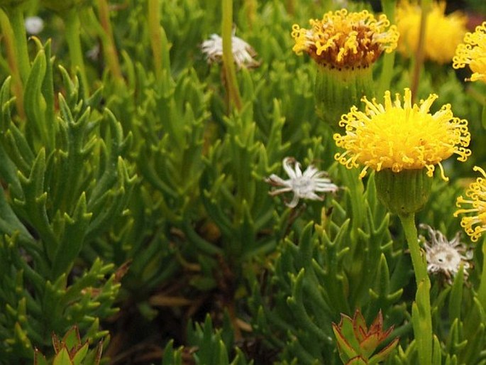 Senecio tricuspidatus