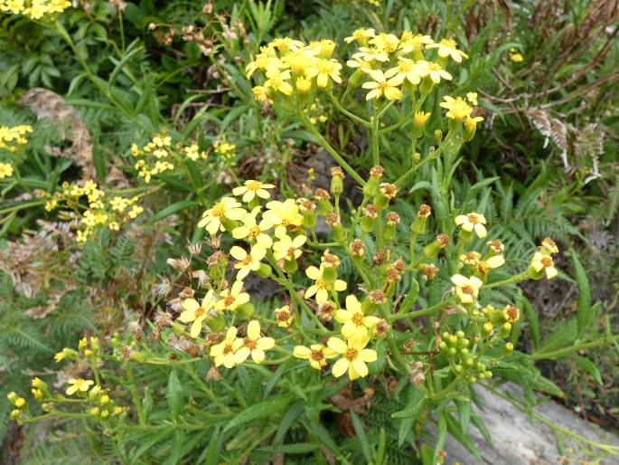 Senecio linearifolius