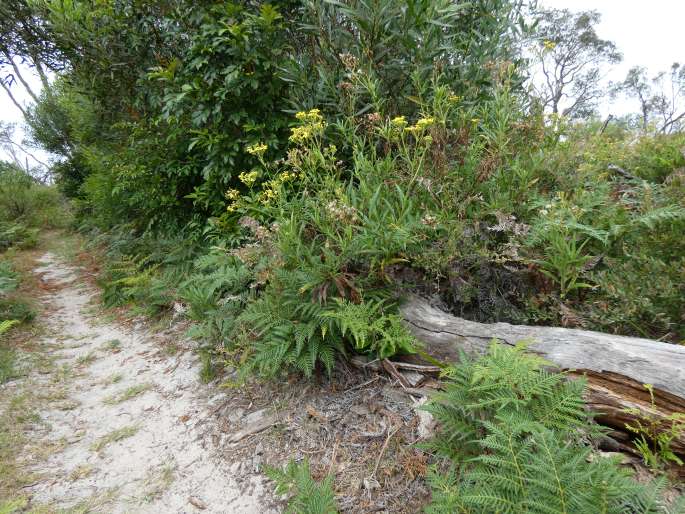 Senecio linearifolius