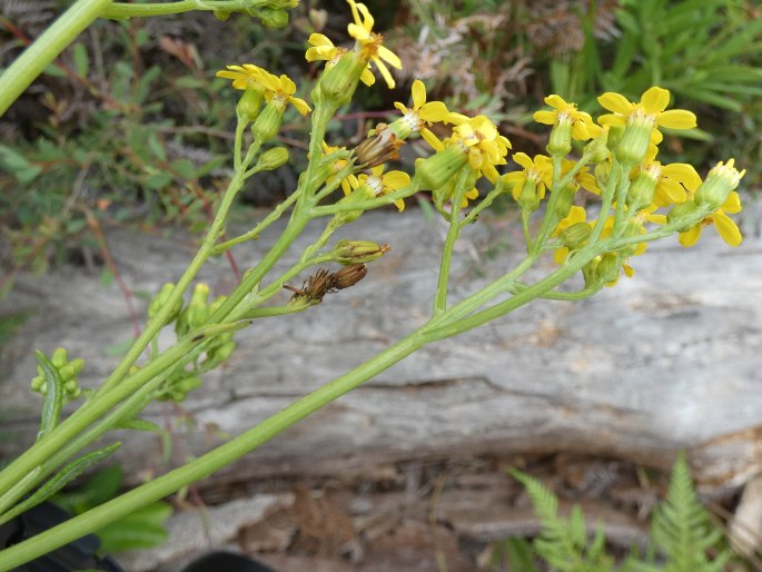 Senecio linearifolius