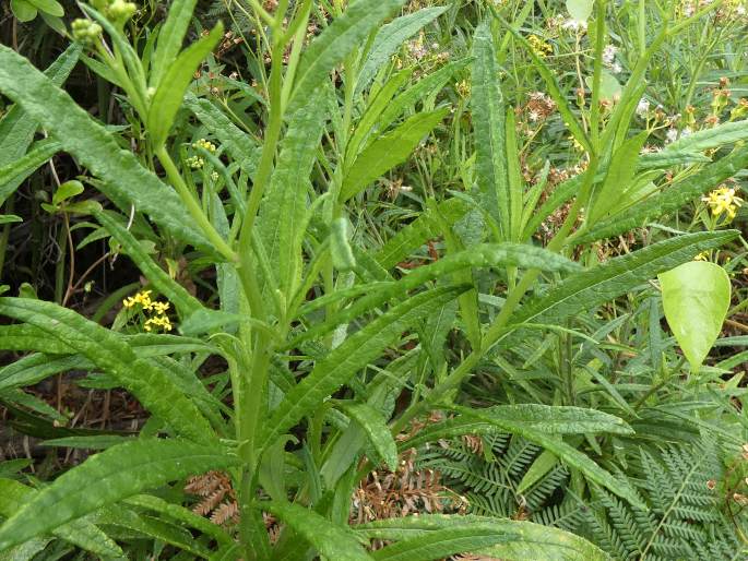 Senecio linearifolius