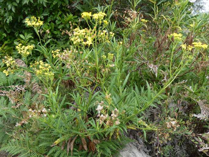 Senecio linearifolius