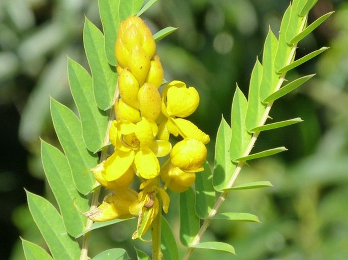 SENNA ACULEATA  (Benth.) H. S. Irwin et Barneby