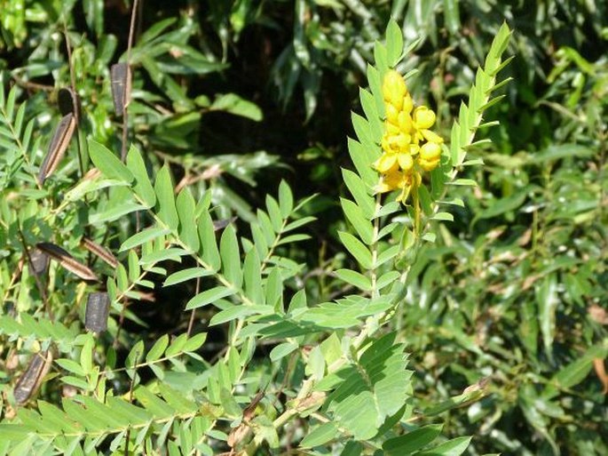 Senna aculeata