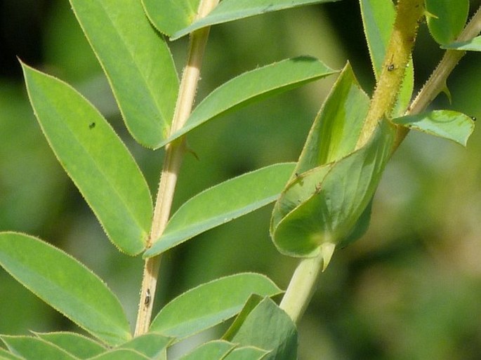 Senna aculeata