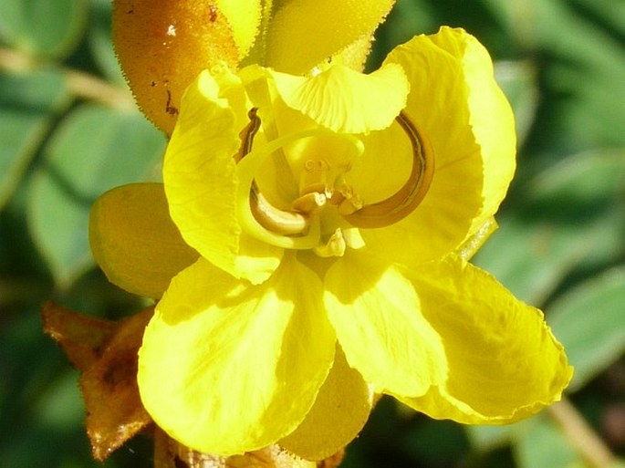 Senna aculeata