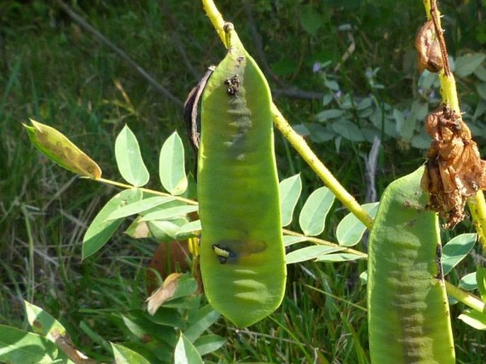 Senna aculeata