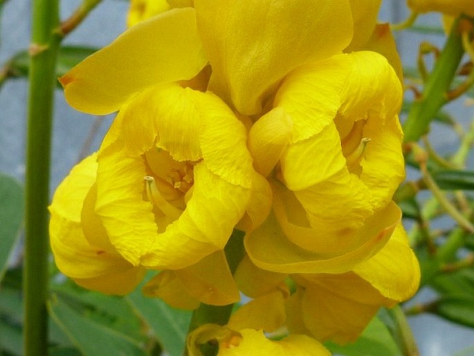 Senna alata