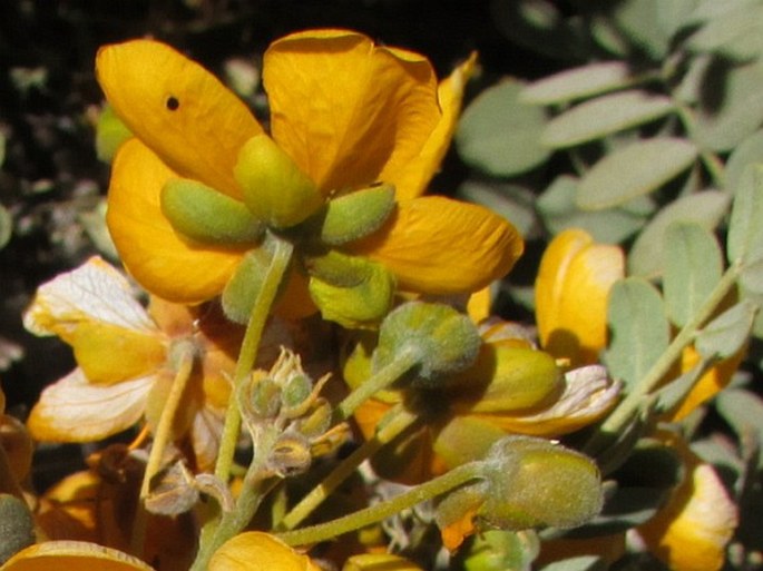 Senna birostris