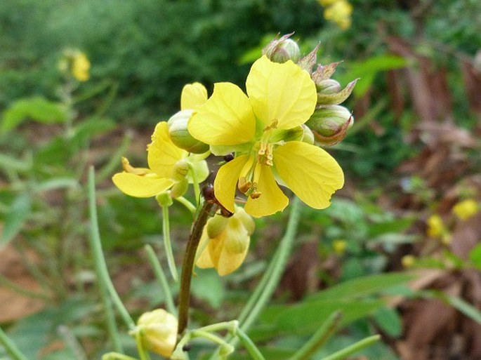 SENNA OCCIDENTALIS (L.) Link