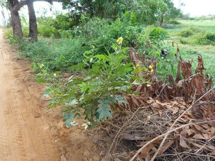 Senna occidentalis