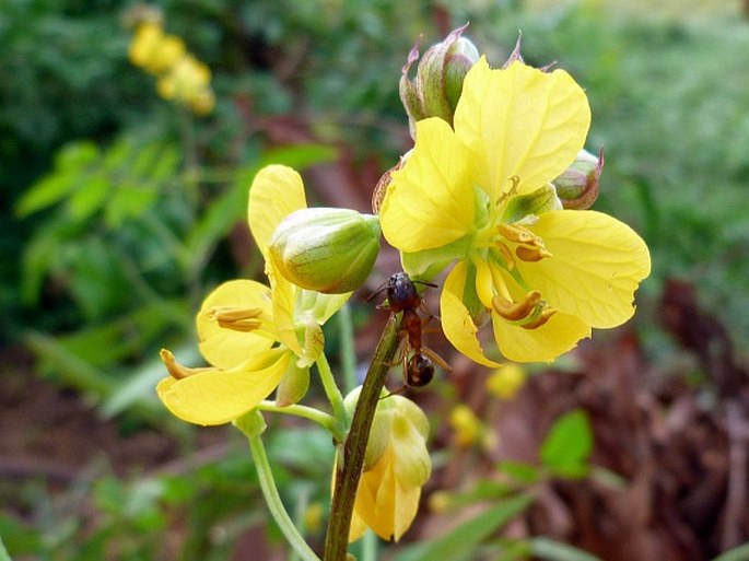 Senna occidentalis