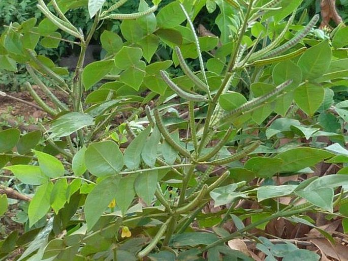 Senna occidentalis