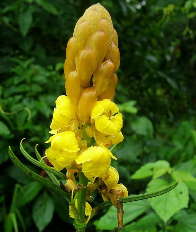 SENNA RETICULATA (Willd.) H. S. Irwin et Barneby